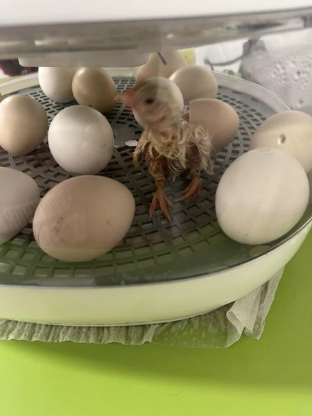 Egg Hatching